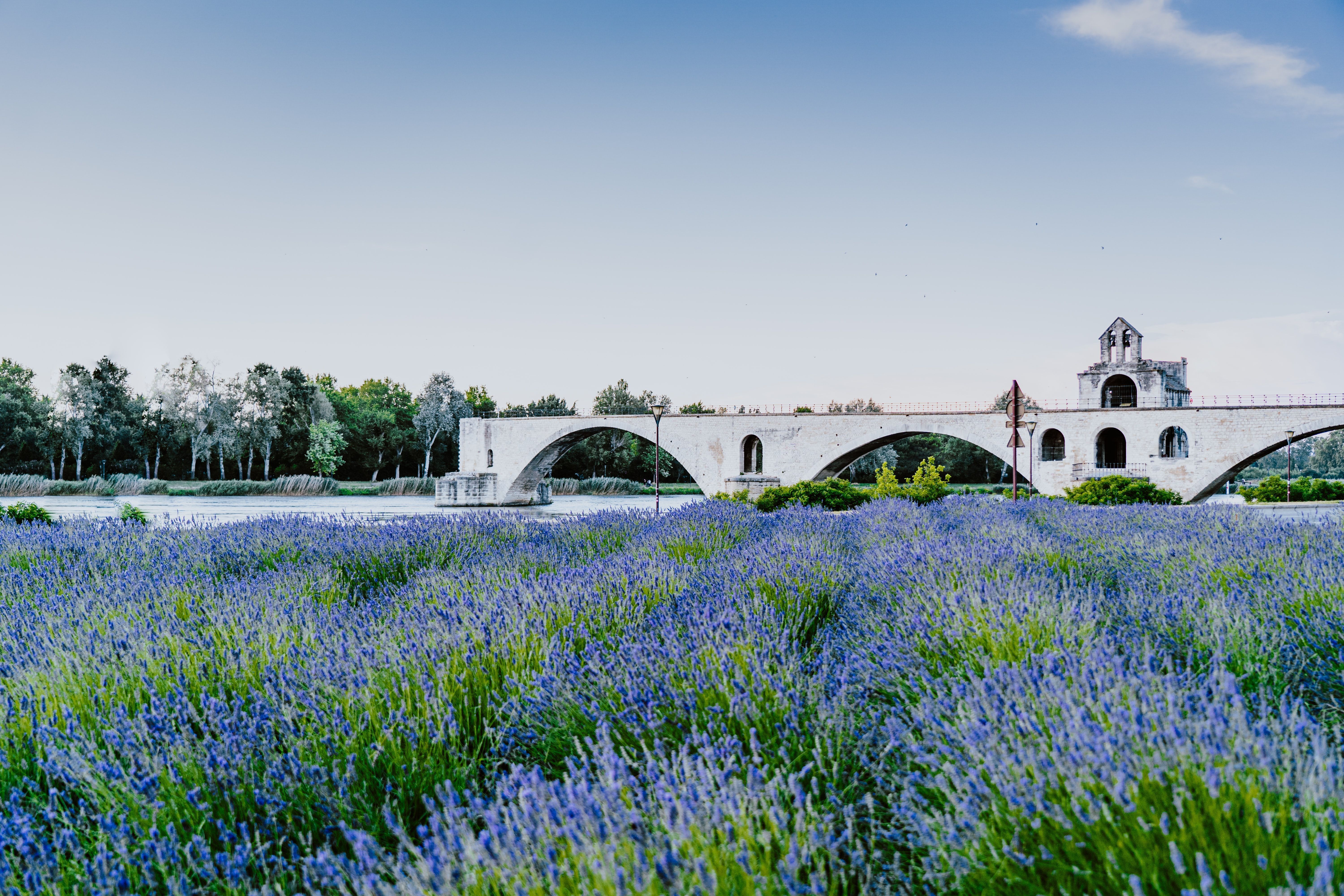 Le Pont de Avignon, et ses lavandes